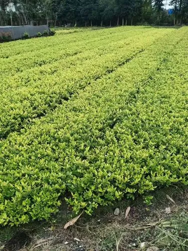 mile·米乐m6：小德御用款2022网球拍